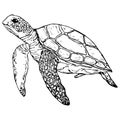 Graphic turtle. Vector . Isolated on a white background