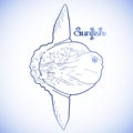 Graphic vector sunfish