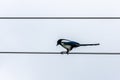 Graphic view of one black and white magpie bird sitting on a steel wire.