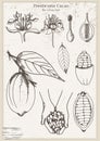 Graphic vintage life cycle poster with cacao pod and leaves. Old style poster illustration with liner cocoa branch, beans and Royalty Free Stock Photo