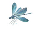 Blue dragonfly isolated illustration on white background. Graphic watercolor work blue dragonfly, the Illustration is very co Royalty Free Stock Photo