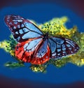 Watercolor painted beautiful butterfly. Beautiful butterfly is drawn in watercolor.