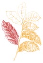 Graphic yellow leaves on white background.