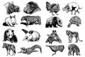 Graphical big set of animals isolated on white background,vector illustration. Zoology. Elements for design Royalty Free Stock Photo