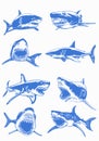 Graphical big set of blue sharks and jaws isolated on white background,vector elements , great white shark Royalty Free Stock Photo