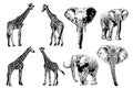 Graphical big set of giraffes and elephants isolated on white background,vector illustration