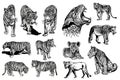 Graphical big set of lions and tigers isolated on white background,vector illustration.African animals Royalty Free Stock Photo
