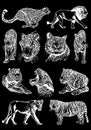 Graphical big set of tigers and lions isolated on black background,vector hand-drawn illustration Royalty Free Stock Photo