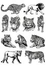 Graphical big set of tigers and lions isolated on white background,vector hand-drawn illustration Royalty Free Stock Photo
