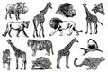 Graphical big set of wild African animals isolated on white, vector illustration.Aquatic and savanna animals Royalty Free Stock Photo