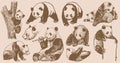 Graphical big vintage set of pandas ,vector sepia illustration. Asian animal