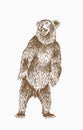 Graphical brown bear standing,African animal , color vector illustration
