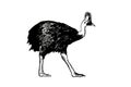 Graphical cassowary bird on white background, vector illustration Royalty Free Stock Photo