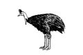 Graphical cassowary bird on white background, vector illustration Royalty Free Stock Photo