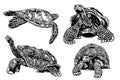 Graphical collection of four turtles isolated on white, vector illustration