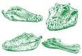 Graphical color set of green skulls of crocodile, vector color elements