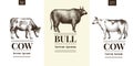 Graphical cow and bull silhouette, hand drawn vintage illustrations. Vector set with three logo templates.