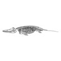 Graphical crocodile skeleton isolated on white, vector sketchy illustration Royalty Free Stock Photo