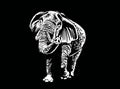 Graphical elephant walking on black background,vector engraved illustration Royalty Free Stock Photo