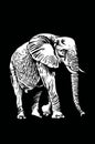 Graphical elephant walking on black background,vector engraved illustration Royalty Free Stock Photo