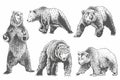 Graphical grey grizzly bears set isolated on white,vector illustration