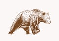 Graphical grizzly bear walking ,sepia illustration,vector