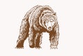 Graphical grizzly bear walking ,sepia illustration,vector