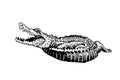 Graphical hand-drawn crocodile isolated on white, vector illustration for tattoo and printing Royalty Free Stock Photo