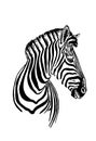 Graphical hand-drawn portrait of zebra isolated on white background,vector illustration Royalty Free Stock Photo