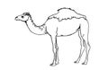 Graphical hand-drawn sketch of camel isolated on white background,vector illustration