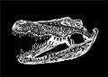 Graphical hand-drawn skull of crocodile isolated on black background,vector illustration,paleontology Royalty Free Stock Photo