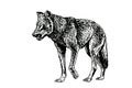 Graphical hand-drawn wolf on white background,vector illustration Royalty Free Stock Photo