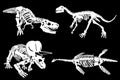 Graphical illustration, set of dinosaur skeletons isolated on black background,vector engraved illustration Royalty Free Stock Photo