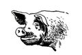 Graphical pig portrait on white background, vector illustration. Farm animal