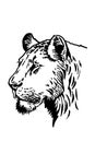 Graphical portrait of lioness watching left on white background, ink-pen illustration Royalty Free Stock Photo