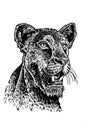 Graphical portrait of lioness on white background, ink-pen illustration Royalty Free Stock Photo