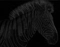 Graphical portrait of zebra isolated on black background,