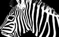 Graphical portrait of zebra isolated on black background,