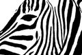 Graphical portrait of zebra isolated on white background, Royalty Free Stock Photo