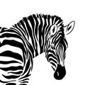 Graphical portrait of zebra isolated on white background, vector illustration for printing.