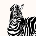 Graphical portrait of zebra isolated on white background, vector illustration for printing. Royalty Free Stock Photo