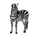 Graphical portrait of zebra isolated on white background, vector illustration for printing.