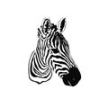 Graphical portrait of zebra isolated on white background, vector illustration for tattoo and printing Royalty Free Stock Photo