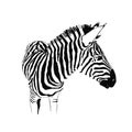 Graphical portrait of zebra isolated on white background, vector illustration for tattoo and printing Royalty Free Stock Photo