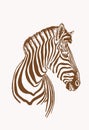 Graphical portrait of zebra ,vector sepia illustration