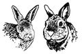 graphical portraits of bunnies isolated on white background,easter bunny element