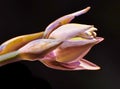 A graphical processed image of a flowering hosta