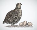 Graphical quail in engraving style