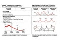 Graphical representation compares ovulation and menstruation Royalty Free Stock Photo