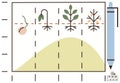Graphical representation of plant growth stages and lifecycle evolution with data trends Royalty Free Stock Photo